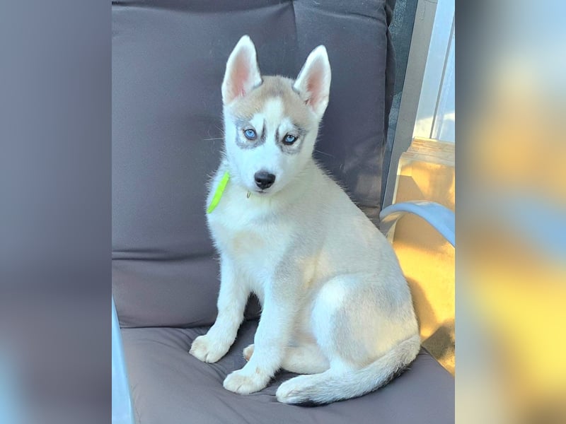 Reinrassige Huskywelpen (Sibirian Husky und Alaskan Malamute)