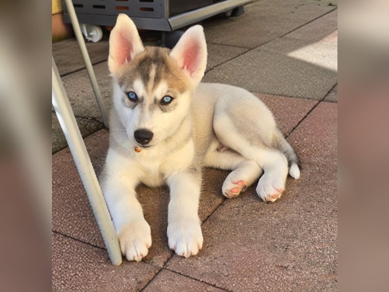Reinrassige Huskywelpen (Sibirian Husky und Alaskan Malamute)