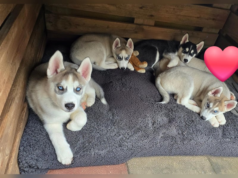 Reinrassige Huskywelpen (Sibirian Husky und Alaskan Malamute)