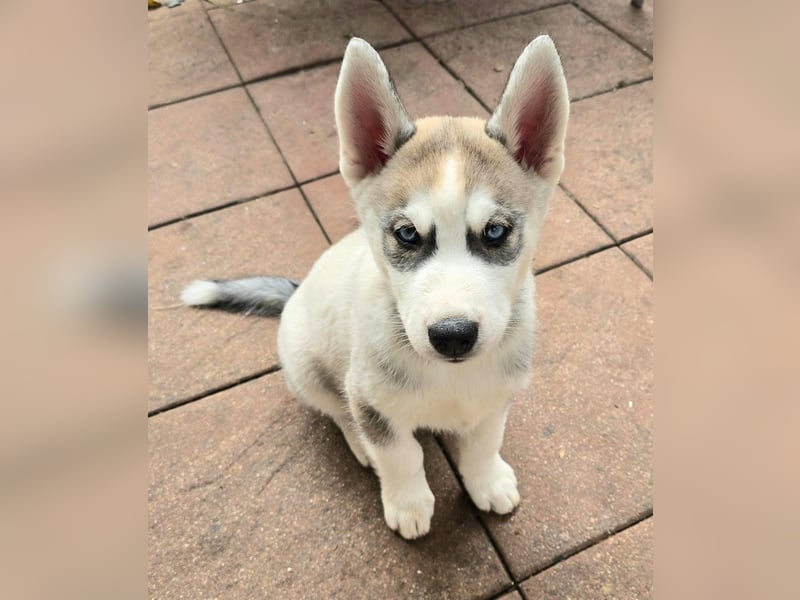 Reinrassige Huskywelpen (Sibirian Husky und Alaskan Malamute)