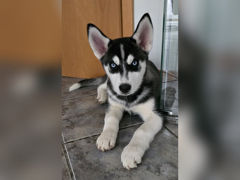 Reinrassige Huskywelpen (Sibirian Husky und Alaskan Malamute)