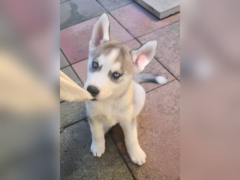 Reinrassige Huskywelpen (Sibirian Husky und Alaskan Malamute)