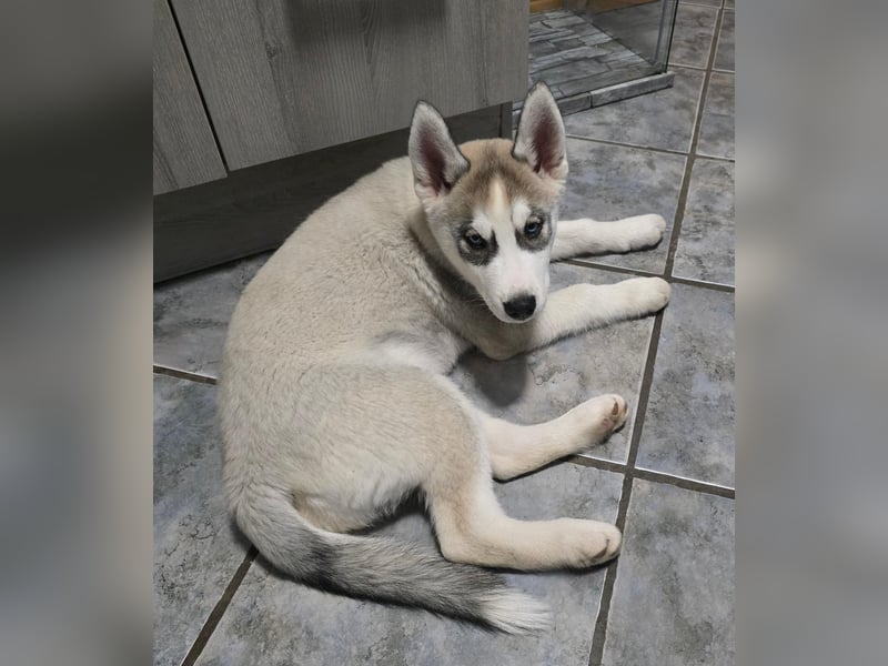 Reinrassige Huskywelpen (Sibirian Husky und Alaskan Malamute)