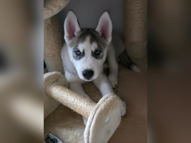 Reinrassige Huskywelpen (Sibirian Husky und Alaskan Malamute)