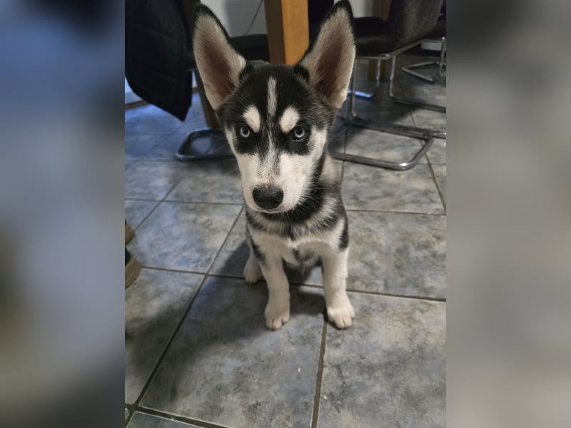 Reinrassige Huskywelpen (Sibirian Husky und Alaskan Malamute)