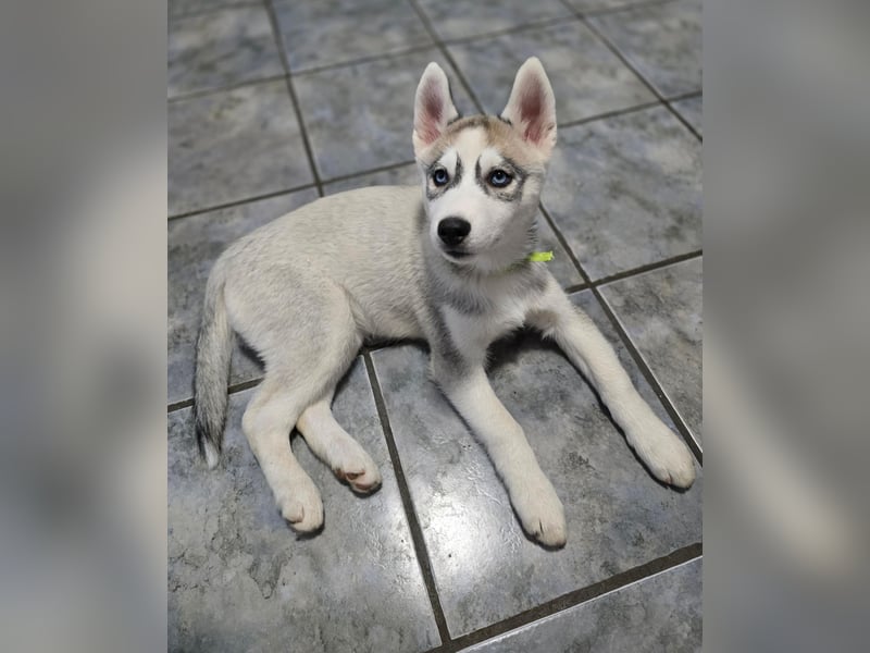 Reinrassige Huskywelpen (Sibirian Husky und Alaskan Malamute)