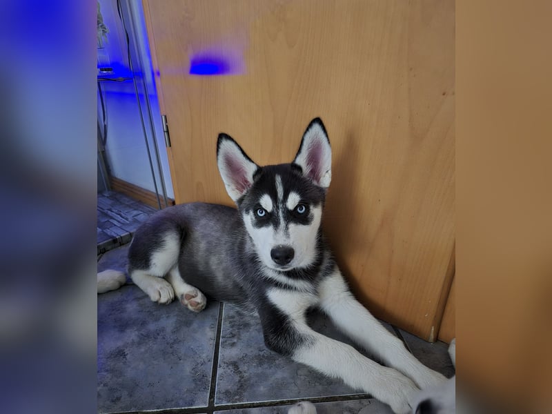 Reinrassige Huskywelpen (Sibirian Husky und Alaskan Malamute)