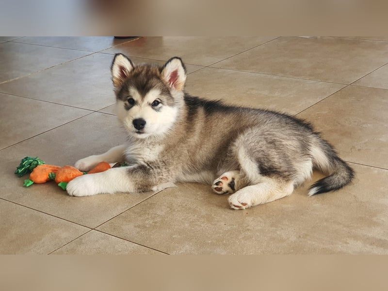 Alaskan Malamute    Alaskan Malamute Welpen - mit FCI-Pedigree