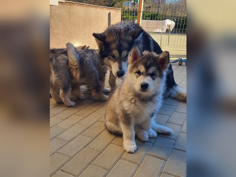 Alaskan Malamute    Alaskan Malamute Welpen - mit FCI-Pedigree