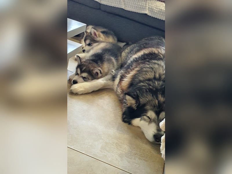 Alaskan Malamute    Alaskan Malamute Welpen - mit FCI-Pedigree
