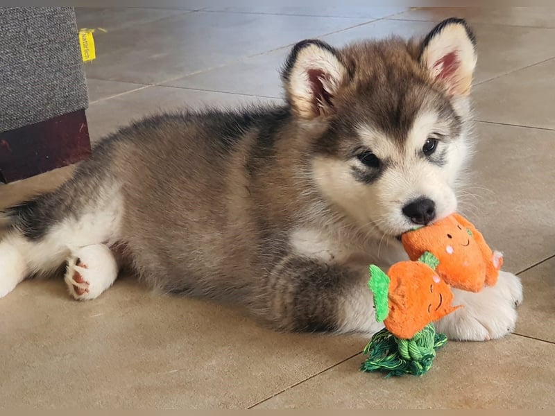 Alaskan Malamute    Alaskan Malamute Welpen - mit FCI-Pedigree