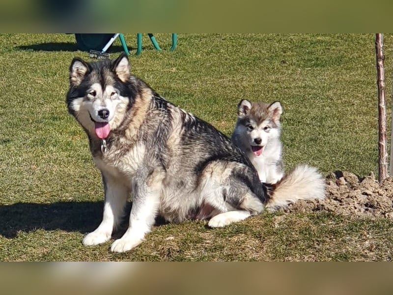 Alaskan Malamute    Alaskan Malamute Welpen - mit FCI-Pedigree