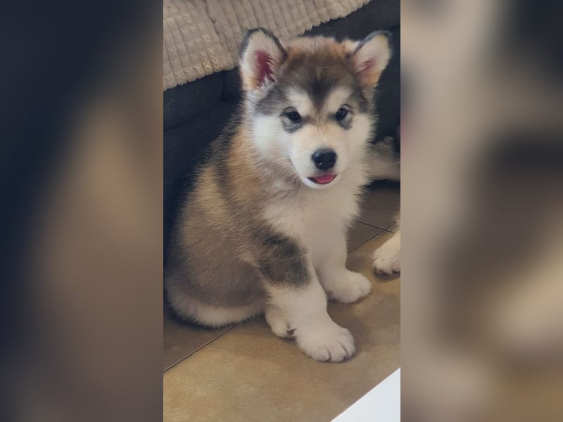 Alaskan Malamute    Alaskan Malamute Welpen - mit FCI-Pedigree