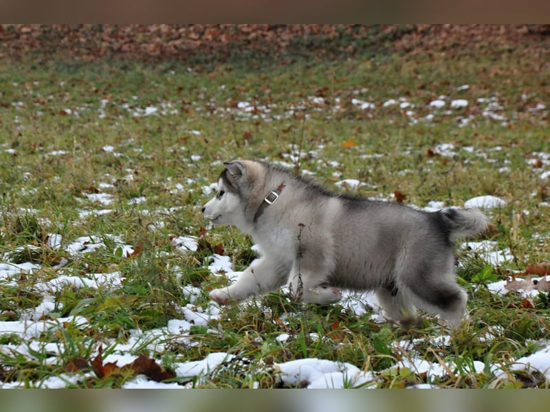 Alaskan Malamute 3 monate
