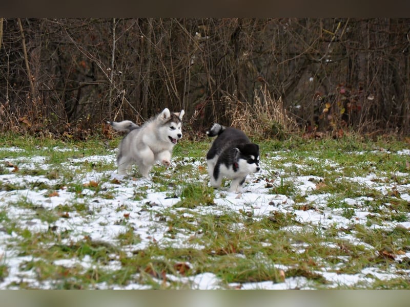 Alaskan Malamute 3 monate
