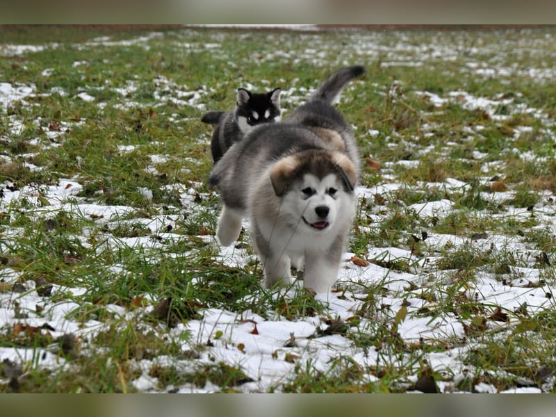 Alaskan Malamute 3 monate
