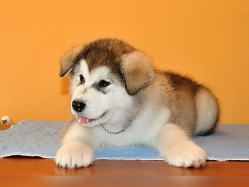 Alaskan Malamute 3 monate