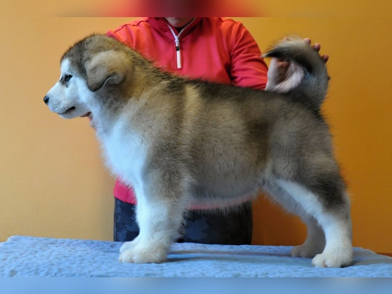 Alaskan Malamute 3 monate