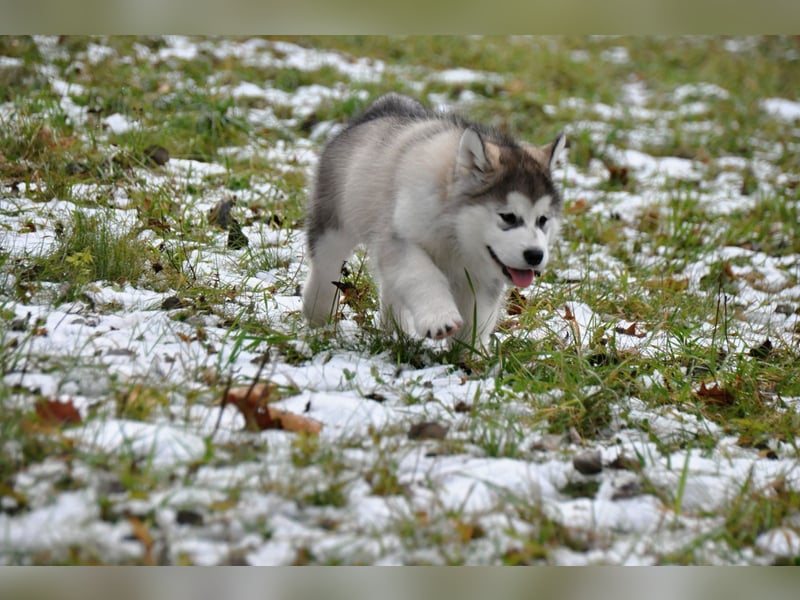 Alaskan Malamute 3 monate