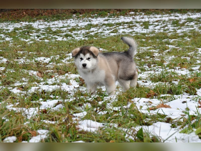 Alaskan Malamute 3 monate