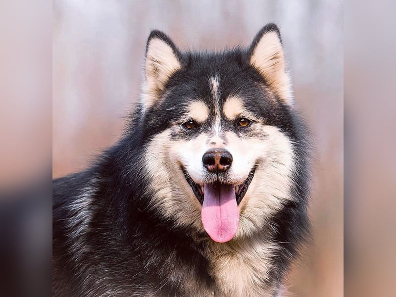 PHOENIX- sucht erfahrene Malamute Fans