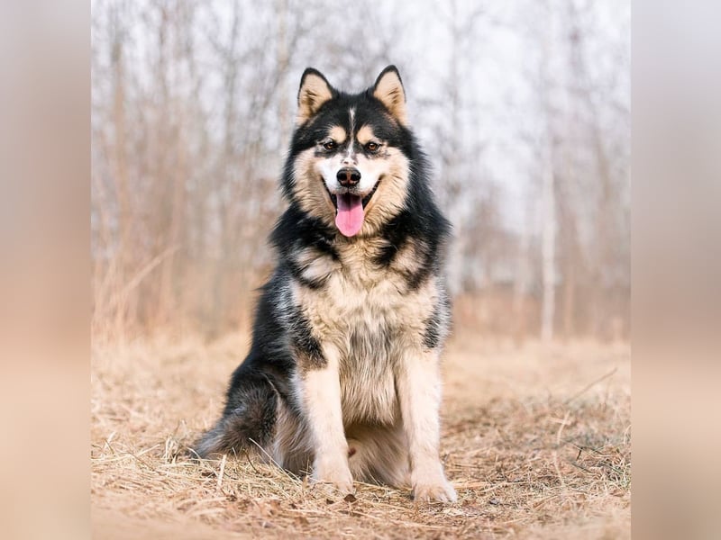 PHOENIX- sucht erfahrene Malamute Fans