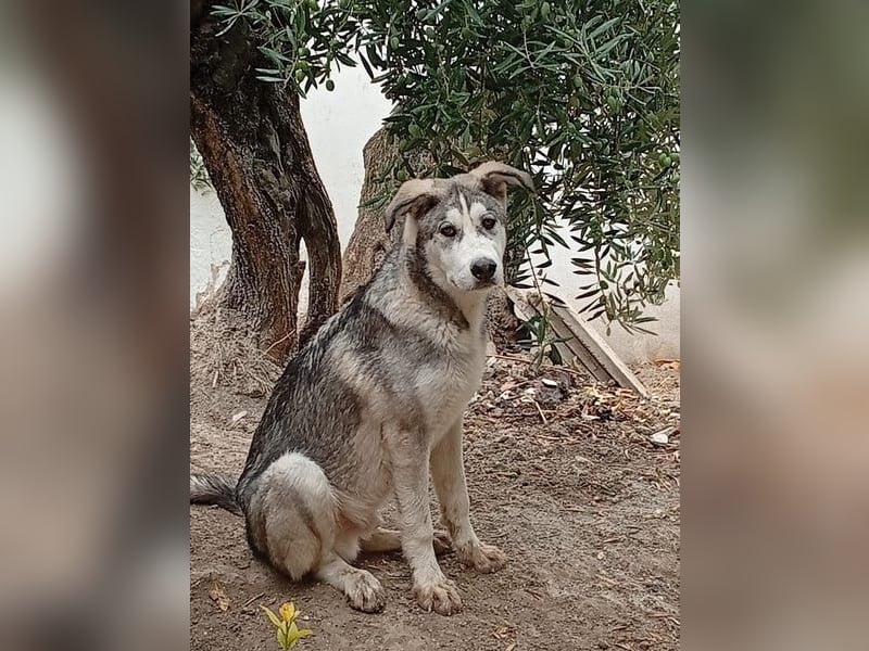 Lope, möchte endlich adoptiert werden