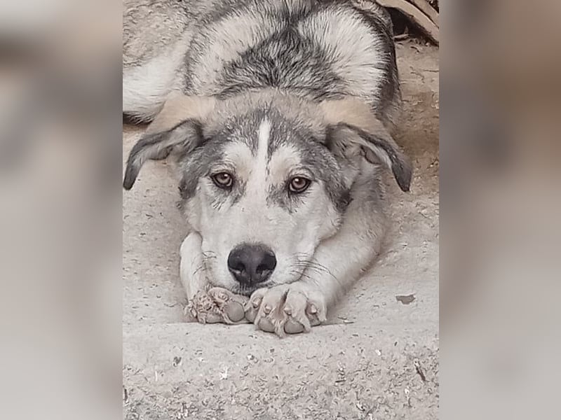 Lope, möchte endlich adoptiert werden