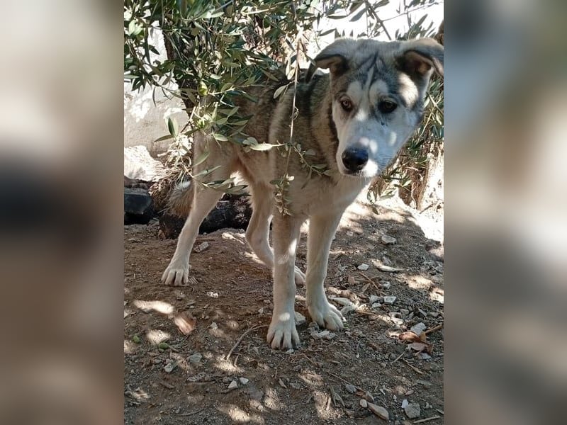 Lope, möchte endlich adoptiert werden