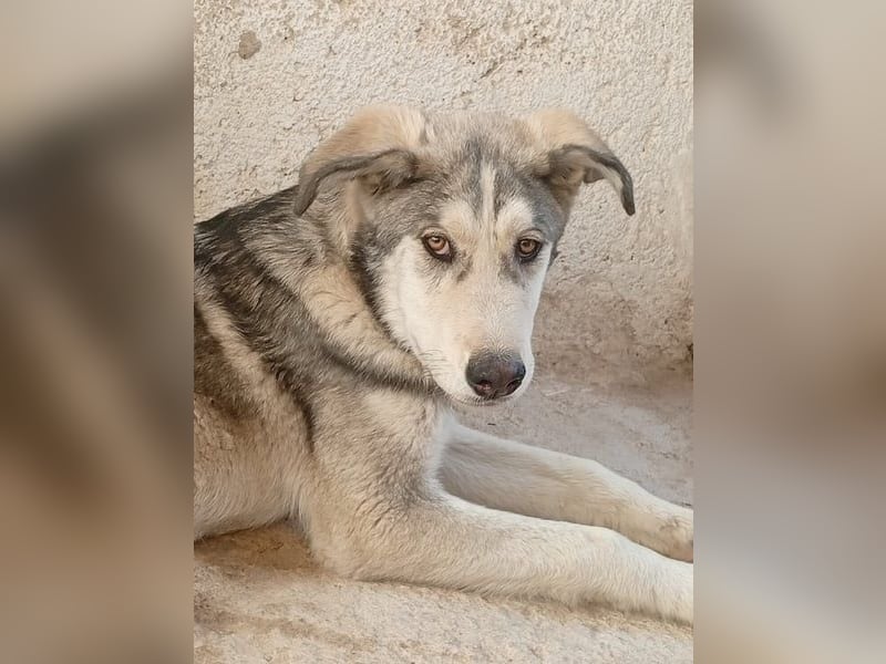 Lope, möchte endlich adoptiert werden
