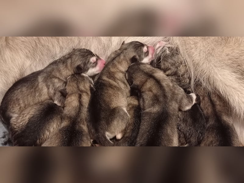 Alaskan malamute welpen mit FCI pedigree