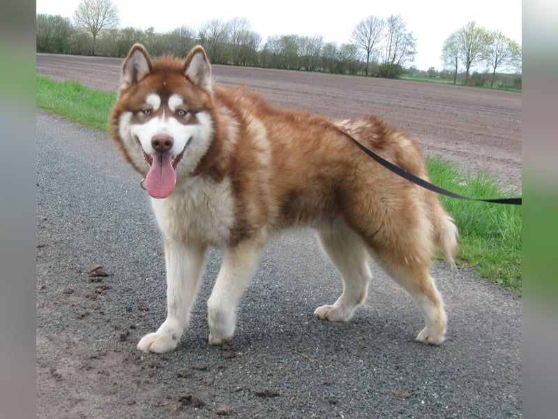 Alaskan Malamute Rüde