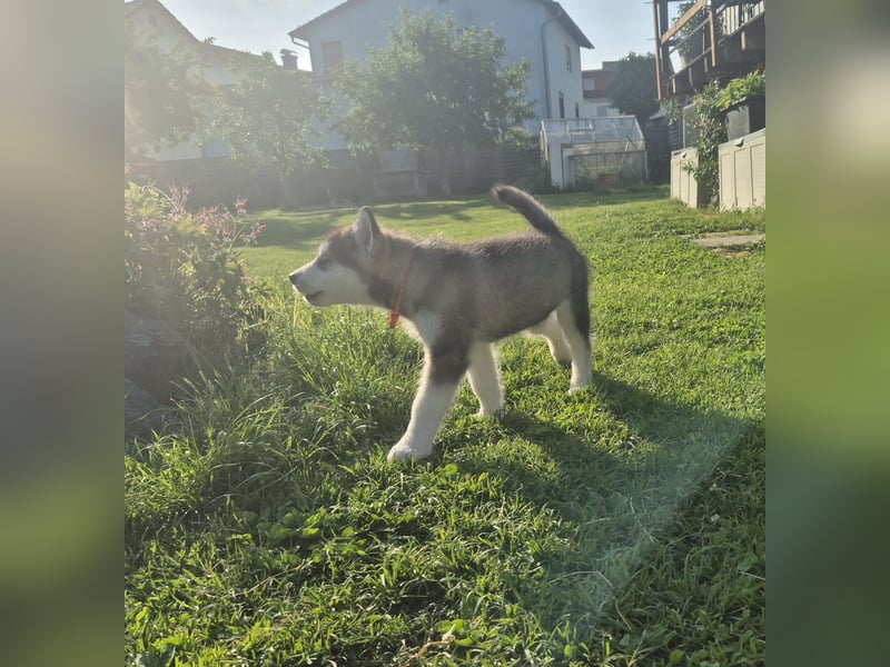 Alaskan Malamute Hündin mit Ahnentafel