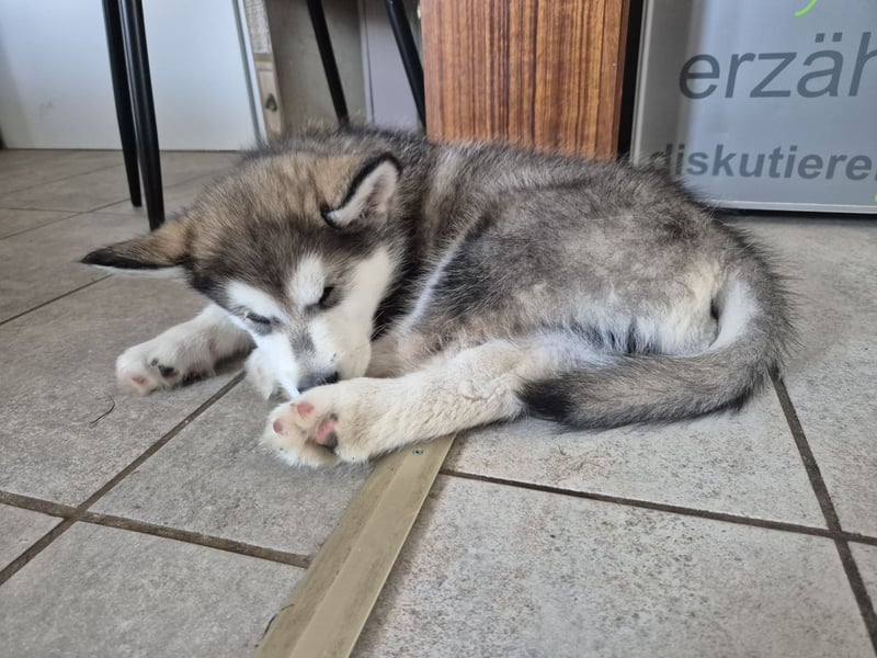 Alaskan Malamute Hündin mit Ahnentafel