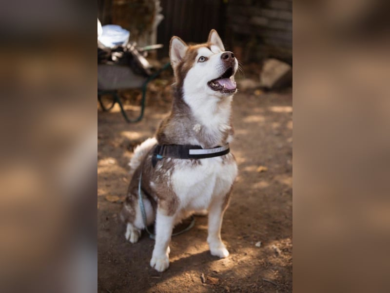 ♥ ARES ♥ schöner, charakterstarker, aber auch verschmuster Alaskan-Malamute-Rüde