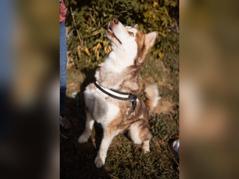 ♥ ARES ♥ schöner, charakterstarker, aber auch verschmuster Alaskan-Malamute-Rüde