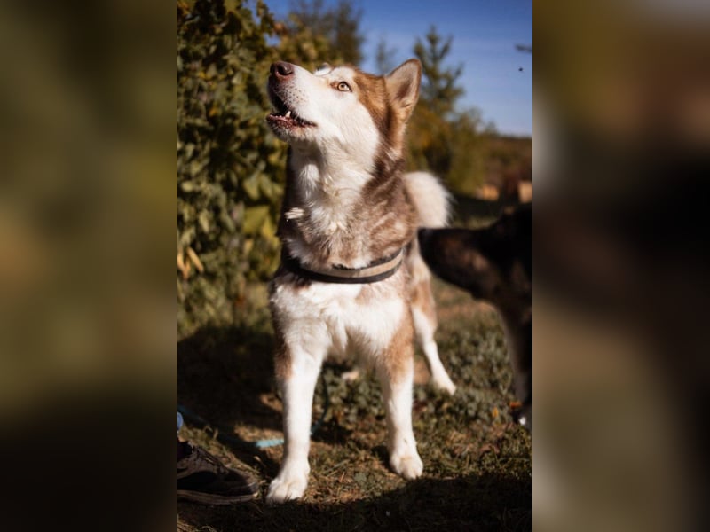 ♥ ARES ♥ schöner, charakterstarker, aber auch verschmuster Alaskan-Malamute-Rüde