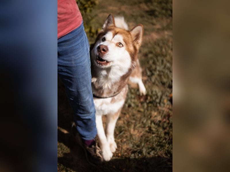 ♥ ARES ♥ schöner, charakterstarker, aber auch verschmuster Alaskan-Malamute-Rüde