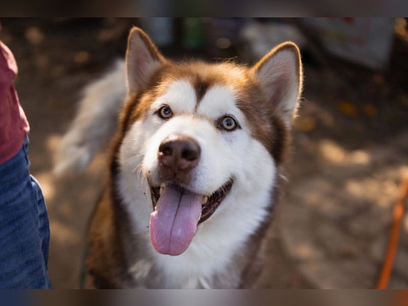 ♥ ARES ♥ schöner, charakterstarker, aber auch verschmuster Alaskan-Malamute-Rüde