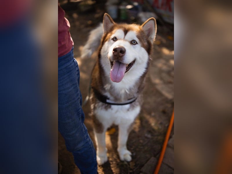 ♥ ARES ♥ schöner, charakterstarker, aber auch verschmuster Alaskan-Malamute-Rüde