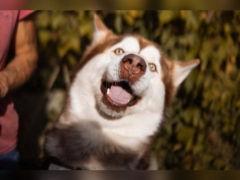 ♥ ARES ♥ schöner, charakterstarker, aber auch verschmuster Alaskan-Malamute-Rüde