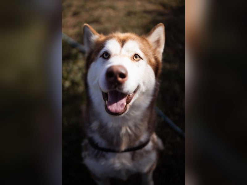 ♥ ARES ♥ schöner, charakterstarker, aber auch verschmuster Alaskan-Malamute-Rüde