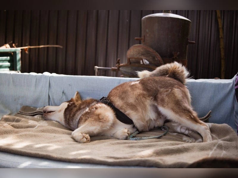 ♥ ARES ♥ schöner, charakterstarker, aber auch verschmuster Alaskan-Malamute-Rüde