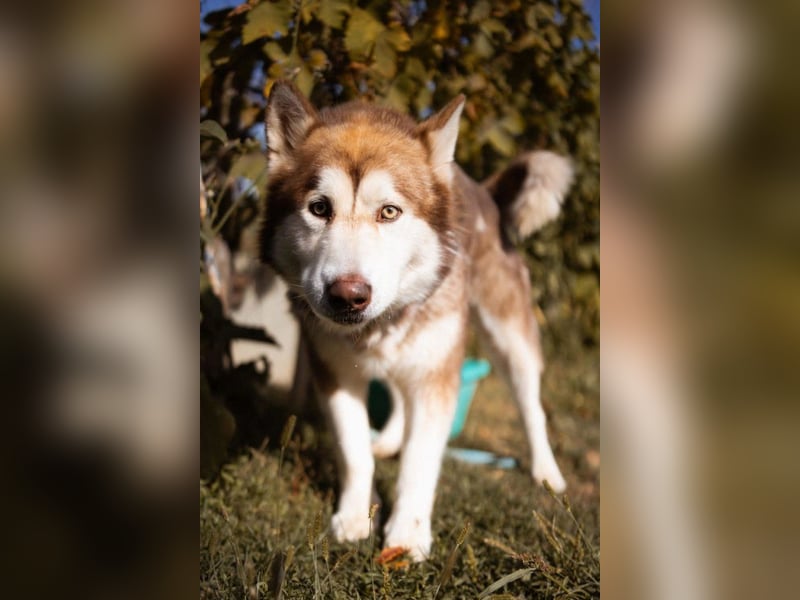 ♥ ARES ♥ schöner, charakterstarker, aber auch verschmuster Alaskan-Malamute-Rüde