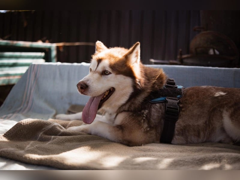 ♥ ARES ♥ schöner, charakterstarker, aber auch verschmuster Alaskan-Malamute-Rüde