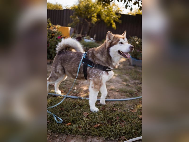 ♥ ARES ♥ schöner, charakterstarker, aber auch verschmuster Alaskan-Malamute-Rüde
