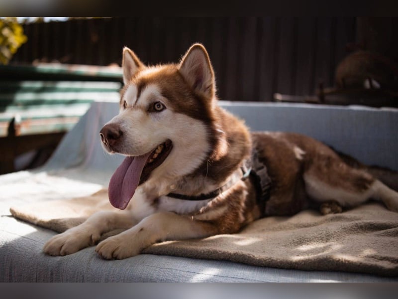 ♥ ARES ♥ schöner, charakterstarker, aber auch verschmuster Alaskan-Malamute-Rüde