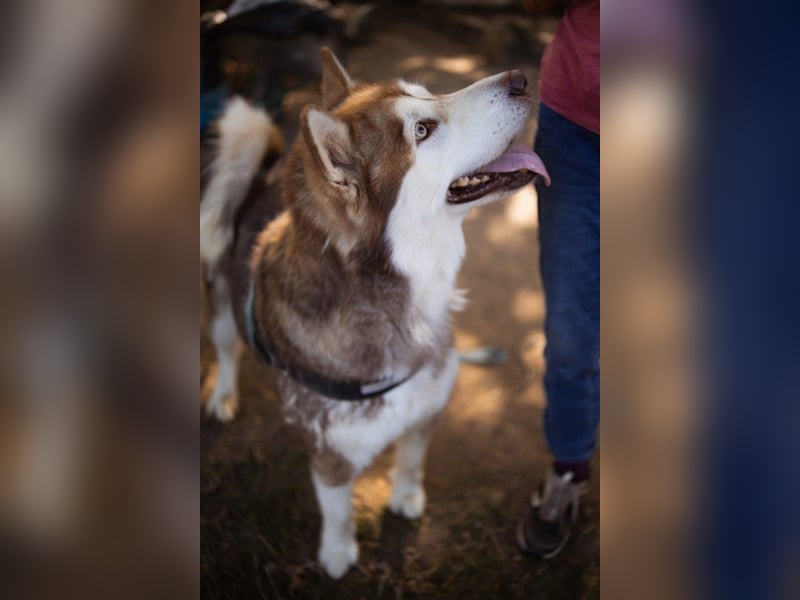 ♥ ARES ♥ schöner, charakterstarker, aber auch verschmuster Alaskan-Malamute-Rüde