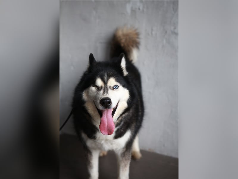 SEVER- sucht Freunde der nordischen Rasse