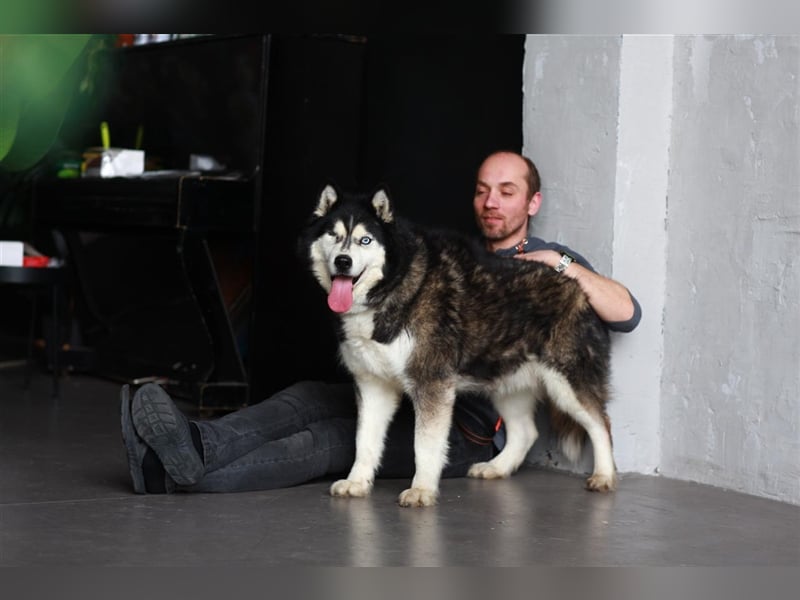 SEVER- sucht Freunde der nordischen Rasse